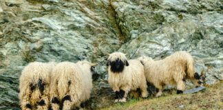 Tickets Für Bayern Vs. Wolfsburg – So Sichern Sie Sich Die Besten Plätze!