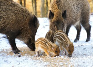 Teilnehmer 1. FC Heidenheim Gegen VfL Wolfsburg – Spannendes Duell Entschlüsselt!