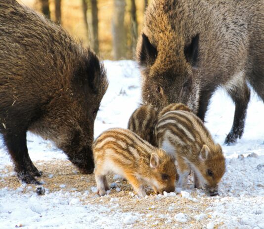 Teilnehmer 1. FC Heidenheim Gegen VfL Wolfsburg – Spannendes Duell Entschlüsselt!