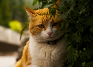 Tickets Für Wolfsburg Vs. Dortmund – Wo Gibt Es Die Besten Angebote?