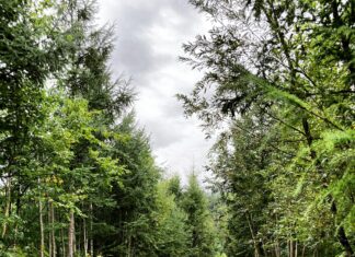 Wetter Wolfsburg 3 Tage: Wie Verändert Sich Das Klima Bald?