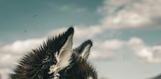 Wolfsburg Vs. Werder Bremen: Spannendes Duell Für Fußballfans!