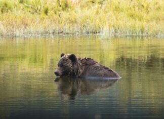 Grizzlys Wolfsburg Heute Live: Spannendes Spiel Jetzt Verfolgen!