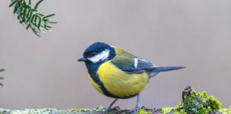 Teilnehmer VfL Wolfsburg Gegen Borussia Mönchengladbach Statistiken: Spannende Fakten Enthüllt!