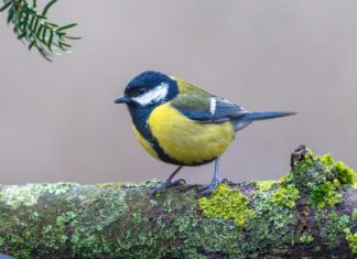Teilnehmer VfL Wolfsburg Gegen Borussia Mönchengladbach Statistiken: Spannende Fakten Enthüllt!