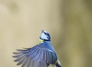 Teilnehmer VfL Wolfsburg Gegen Borussia Mönchengladbach Tabelle – Wer Führt Das Ranking An?