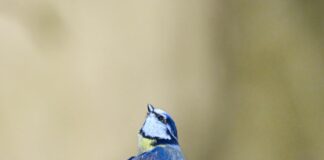 Wo Wird Teilnehmer VfL Wolfsburg Gegen Borussia Mönchengladbach Übertragen?