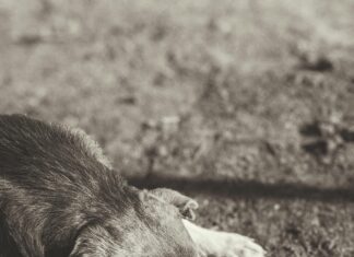 3 Tage Wetter Wolfsburg: Spannende Prognosen Für Dein Wochenende