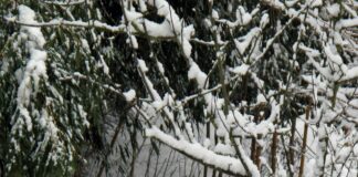 Teilnehmer Bayer 04 Leverkusen Gegen VfL Wolfsburg: Wer Siegt?