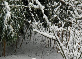 Teilnehmer Bayer 04 Leverkusen Gegen VfL Wolfsburg: Wer Siegt?