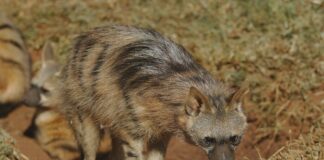 Agentur Für Arbeit Wolfsburg: Wie Finden Sie Den Perfekten Job?