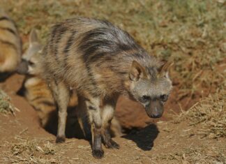 Agentur Für Arbeit Wolfsburg: Wie Finden Sie Den Perfekten Job?