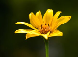 Wolfsburg Vs. Hannover 96: Spannendes Duell Mit Überraschungen!