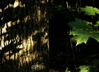 Teilnehmer FC Bayern München Gegen VfL Wolfsburg Tabelle – Wer Führt Das Ranking?