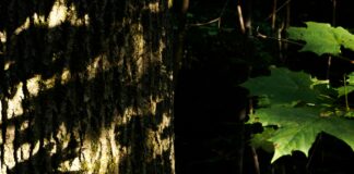 Teilnehmer: FC Bayern München Gegen VfL Wolfsburg – Wer Gewinnt?