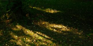 Fc Bayern Gegen Wolfsburg: Spannendes Duell Mit Überraschendem Ausgang?