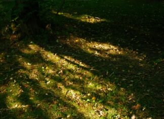 Fc Bayern Gegen Wolfsburg: Spannendes Duell Mit Überraschendem Ausgang?