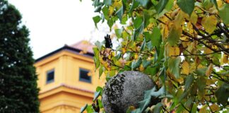 Wo Wird Teilnehmer VfL Wolfsburg Gegen FC Bayern München Übertragen? Entdecke Es Jetzt!