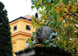 Wo Wird Teilnehmer VfL Wolfsburg Gegen FC Bayern München Übertragen? Entdecke Es Jetzt!