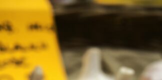 Vfb Stuttgart Vs Wolfsburg: Wer Gewinnt Das Spannende Duell?