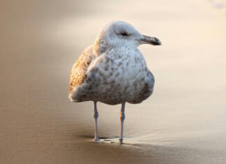 Tickets Für Badeland Wolfsburg: Entdecke Das Ultimative Freizeitvergnügen!