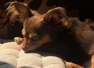 Traueranzeigen Wolfsburger Allgemeine Zeitung: Tipps Für Würdige Erinnerungen