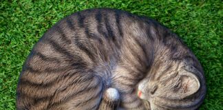 7 Tage Wetter Wolfsburg: Spannung Pur Für Ihre Planung Entdecken