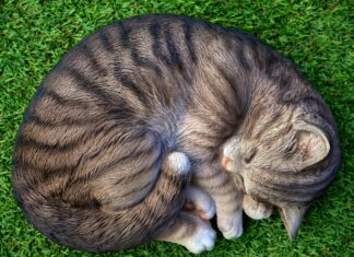 7 Tage Wetter Wolfsburg: Spannung Pur Für Ihre Planung Entdecken