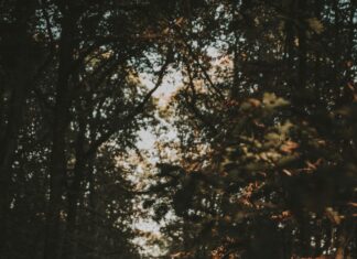 Teilnehmer Tus Koblenz Gegen VfL Wolfsburg – Wer Wird Gewinnen?