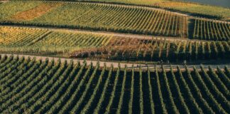 Aufstellungen Teilnehmer Tus Koblenz Gegen VfL Wolfsburg Enthüllt!