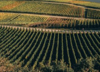Aufstellungen Teilnehmer Tus Koblenz Gegen VfL Wolfsburg Enthüllt!