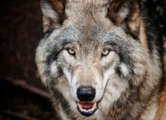 Alter Wolf Wolfsburg Hotel: Geheimtipp Für Unvergesslichen Komfort!