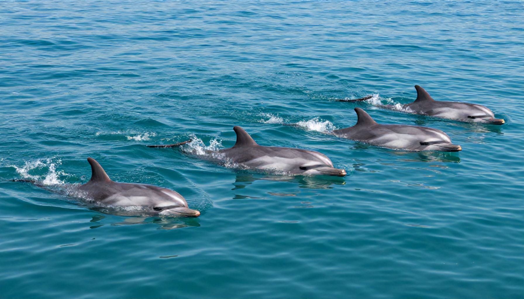 Langfristige Pläne mit den Delfinen