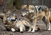 Wölfe brechen in Wolfsburger Tierpark ein – 15 Tiere verletzt Home